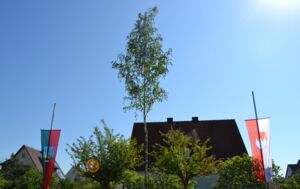 Maibaumaufstellung in Wiesentheid