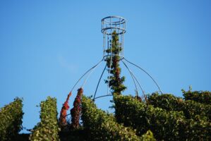 Genuss Hoch³ - Weingenuss am Stammheimer Eselsberg
