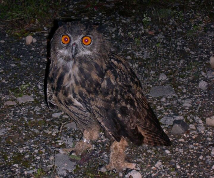 stimmen-der-nacht-komische-kauze-und-bellende-rehe-gefuhrte-wanderung-mit-ranger-daniel-scheffler