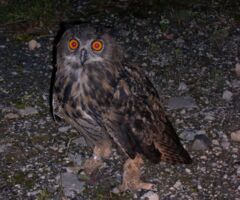 Stimmen der Nacht - komische Käuze und bellende Rehe - Geführte Wanderung mit Ranger Daniel Scheffler