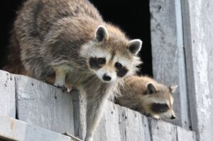 Waschbär, Tigermücke und Co.: Invasive Tierarten in Würzburg