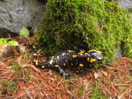 Im Wald der Feuersalamander - Familienführung mit Rangerin Amelie Nöth