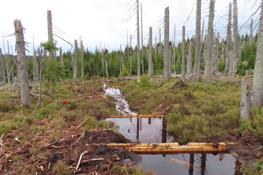 kostenlose-online-vortragsreihe-des-biodiversitatszentrums-rhon