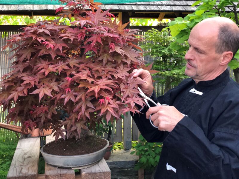 sonntagsfuhrung-bonsai-kunst-und-perfektion-im-kleinen