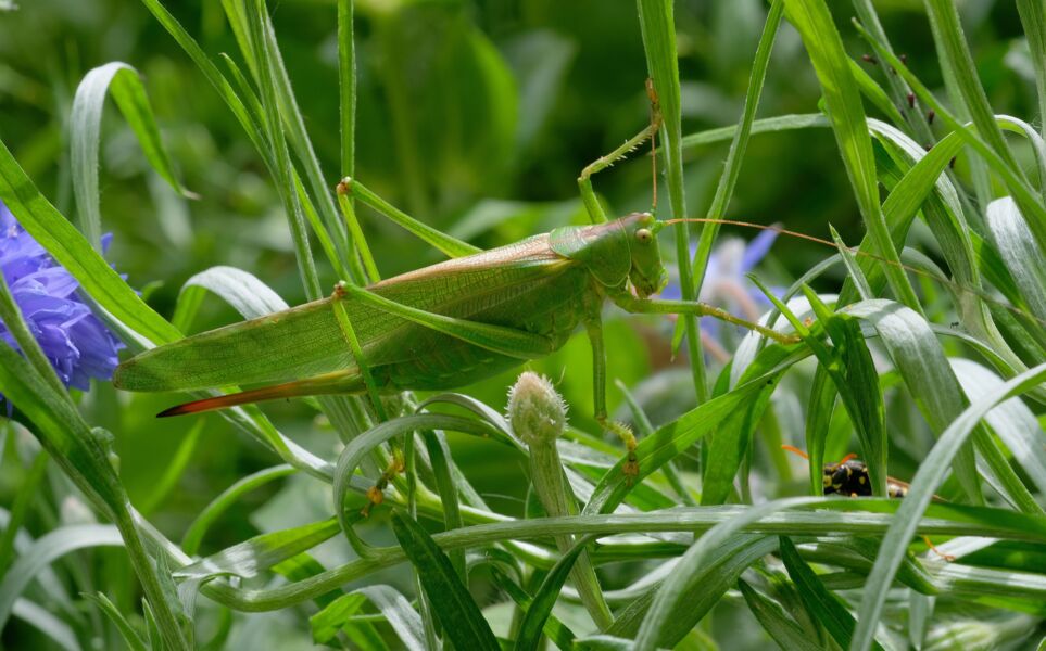 kostenlose-online-vortragsreihe-des-biodiversitatszentrums-rhon