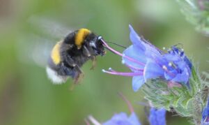 Von Brummern und Blüten - Das bundesweite Hummel-Monitoring in Agrarlandschaften