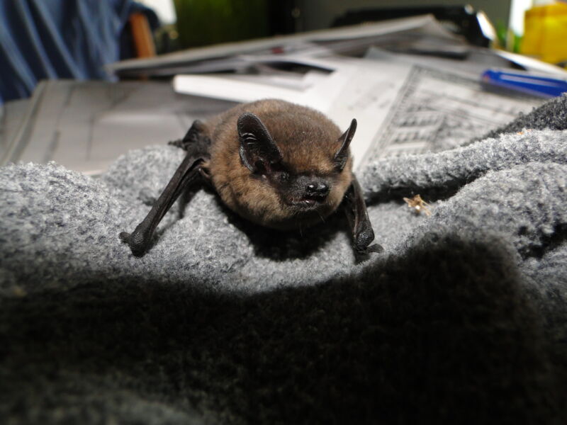 wurzburger-bat-night