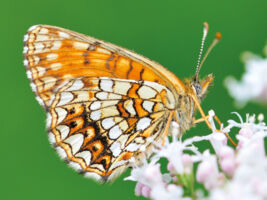 Ausstellungseröffnung