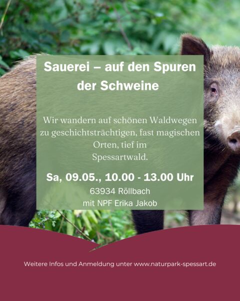sauerei-auf-den-spuren-der-schweine
