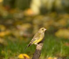 Vogelstimmenwanderung rund um Waldberg - Geführte Wanderung mit Rangerin Martina Faber