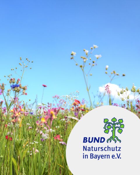 essbare-bluten-erkennen-sammeln-und-geniessen-workshop
