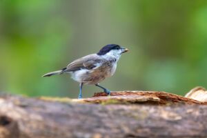 Vogelstimmenwanderung für Alle - Geführte Wanderung mit Rangerin Martina Faber