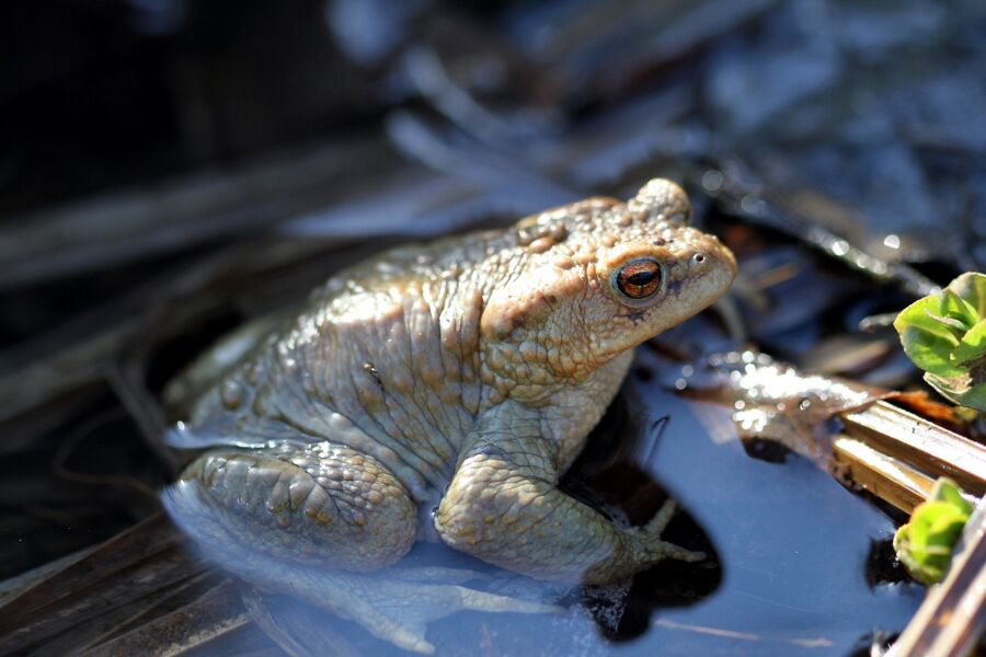 was-platscht-denn-da-von-glockenfrosch-und-verwunschenen-prinzen-gefuhrte-wanderung-mit-ranger-daniel-scheffler