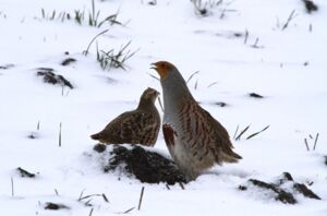 Wanderung zum Vogel des Jahres - Geführte Wanderung mit Ranger Daniel Scheffler