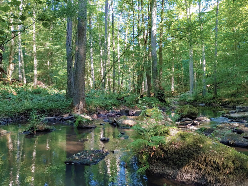 artenvielfalt-erleben-im-wilden-thulbatal
