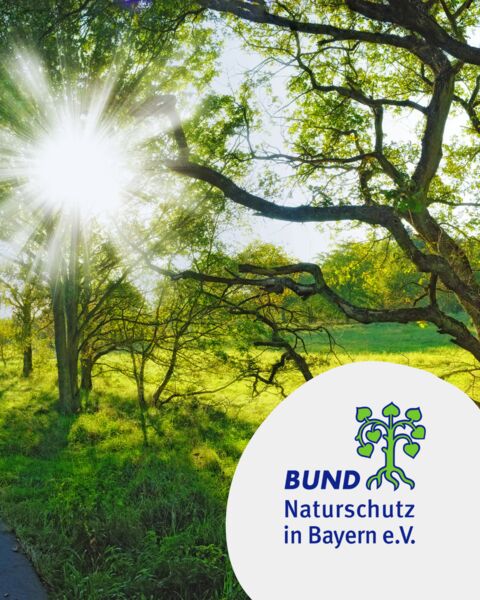 braunwurz-mehlbeere-und-haarstrang-naturkundliche-exkursion-rund-um-die-karlburg-oberhalb-von-karlstadt