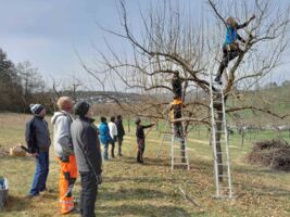 Streuobst-Schnittkurs