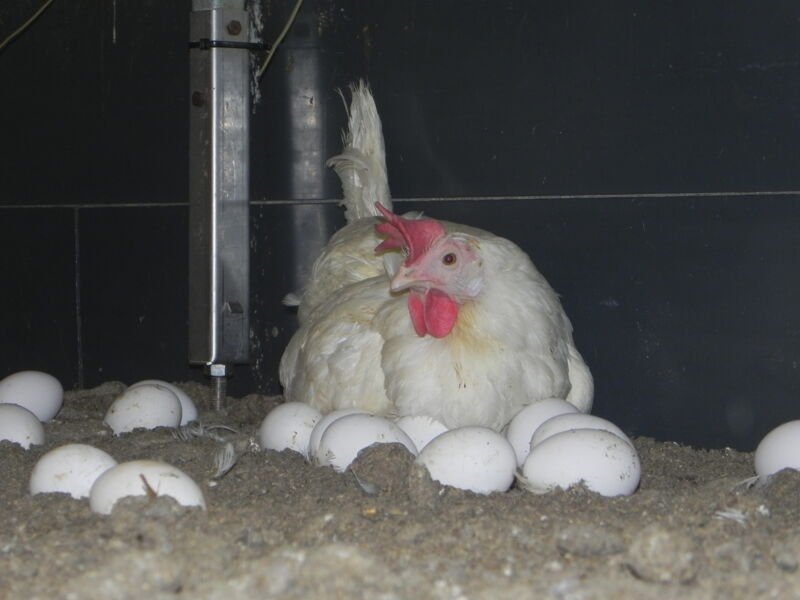 animal-rights-watch-ariwa-friede-freude-eier-infostand-mit-silent-line