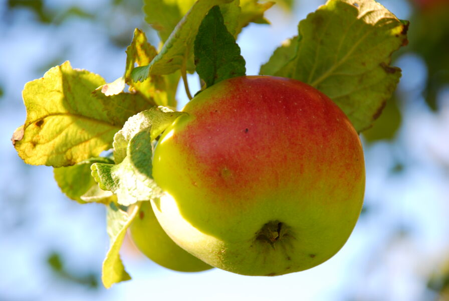 in-der-rhon-unterwegs-mit-carmen-schiefhauer-apfelblute-auf-der-streuobstwiese