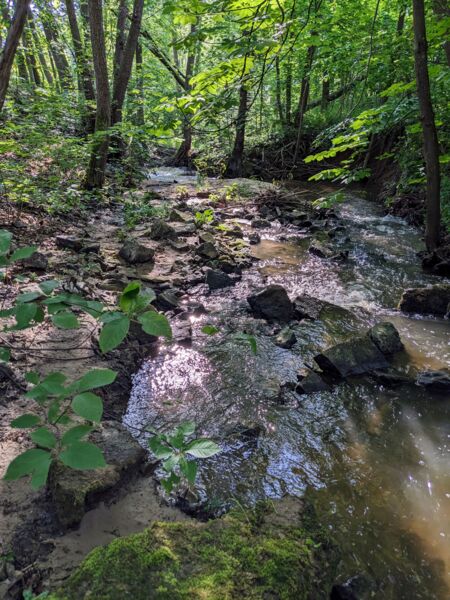 prachtlibellen-biberspuren-und-eisvogelwande-die-fantastischen-welten-eines-naturlichen-bachlaufes