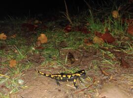 Nachtwanderung zu den Feuersalamandern am Trettstein - Familienführung mit Rangerin Amelie Nöth