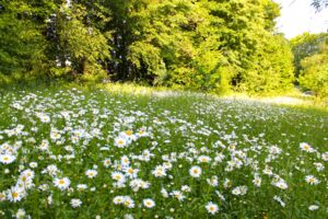 Hol dir den Sommer auf den Teller – die Welt der essbaren Blüten