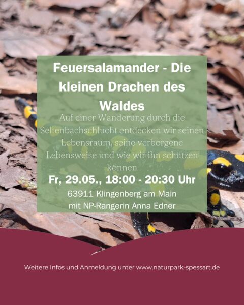 unterwegs-mit-dem-ranger-feuersalamander-die-kleinen-drachen-des-waldes