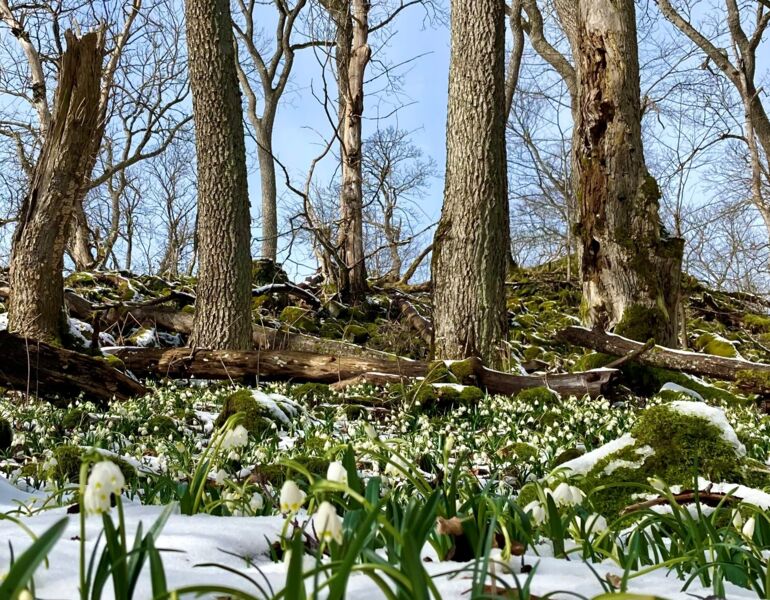 marzenbecherfuhrung-in-die-kernzone-am-losershag-gefuhrte-wanderung-mit-ranger-leonard-helfrich