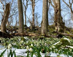Märzenbecherführung in die Kernzone am Lösershag - Geführte Wanderung mit Ranger Leonard Helfrich