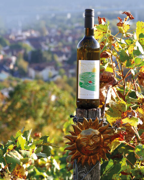 wein-spaziergang-am-sonnenschein