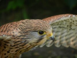 Greifvögel – Jäger der Lüfte