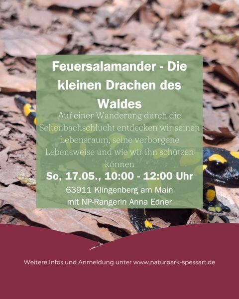 unterwegs-mit-dem-ranger-feuersalamander-die-kleinen-drachen-des-waldes
