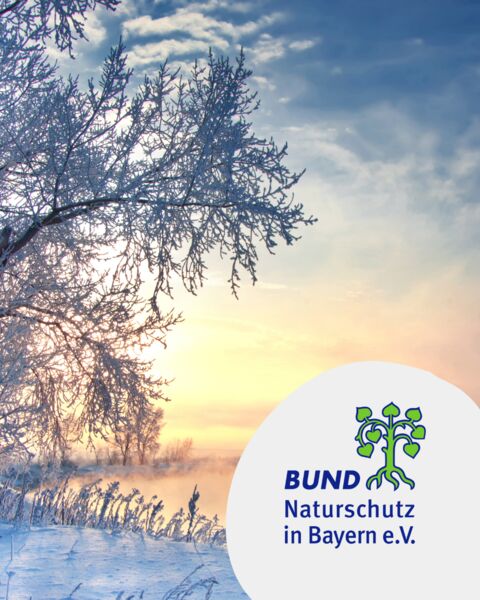 knospen-borke-winterkleid-baume-und-straucher-erkennen-im-ruhezustand-naturkundlicher-spaziergang-im-sieboldswaldchen