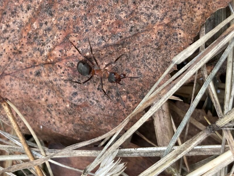 faszination-waldameise