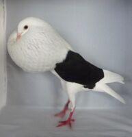 Hauptsonderschau Voorburger Schildkröpfer